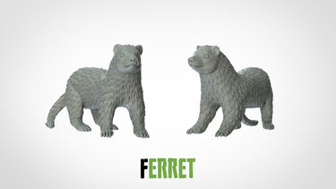 Ferret
